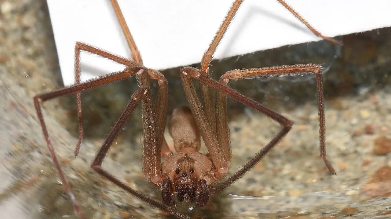 Brown Recluse Identification: The Violin Marking Explained