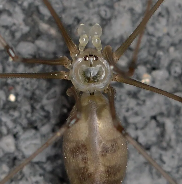 Spider Anatomy Explained: Body, Legs, Eyes and Webs