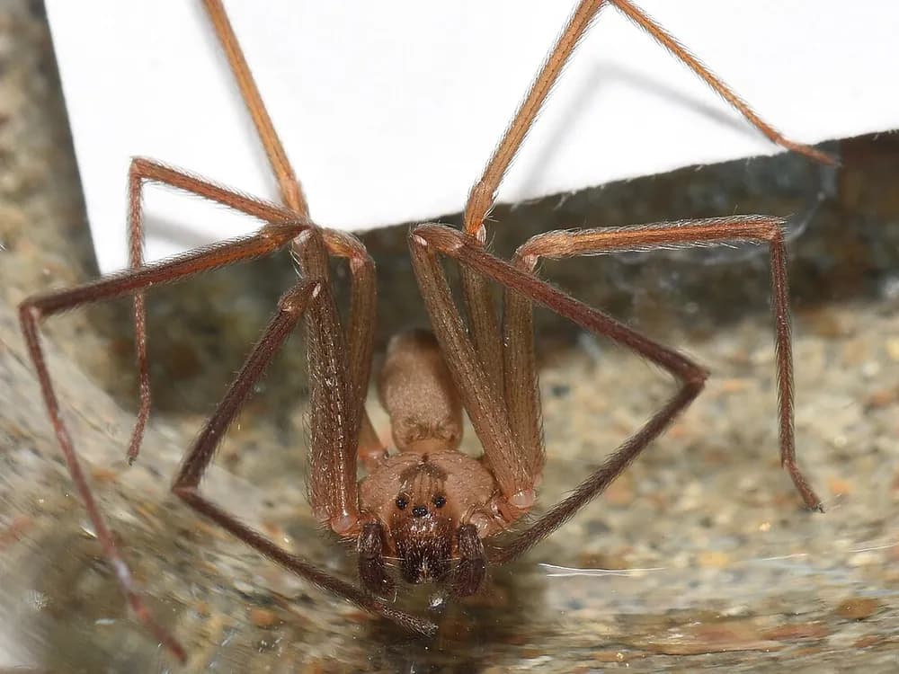 Brown Recluse (Loxosceles reclusa)