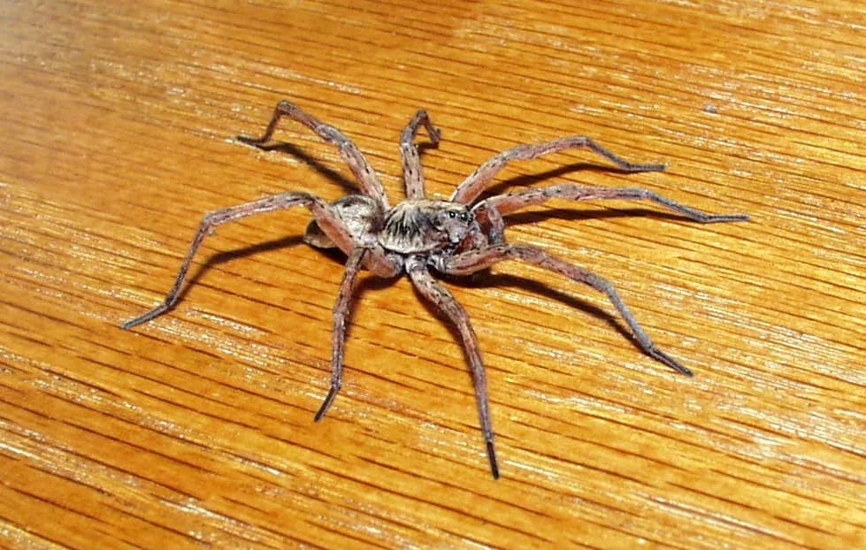 Wolf Spider (Hogna / Lycosa species)